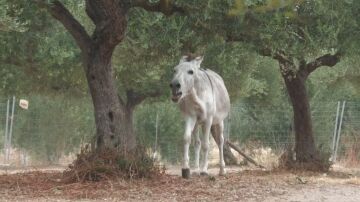 burros
