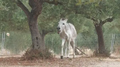 burros burros