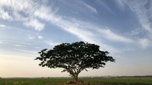 Imagen de un &aacute;rbol. 