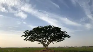 Imagen de un árbol. Imagen de un árbol.