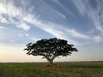 Imagen de un árbol. 