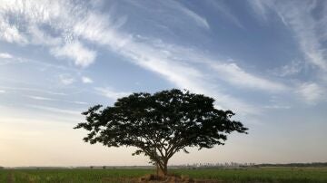Imagen de un árbol. 