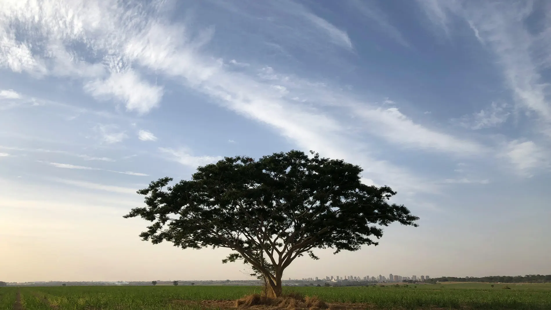 Imagen de un árbol. Imagen de un árbol.