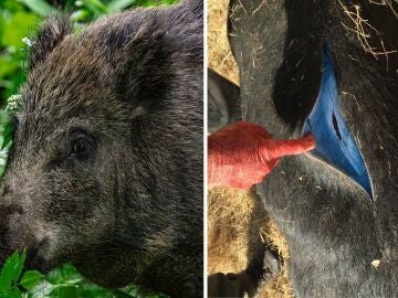 Imagen de un jabalí y de sus intestinos teñidos de azul por la pesticida. 