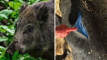 Imagen de un jabalí y de sus intestinos teñidos de azul por la pesticida. 