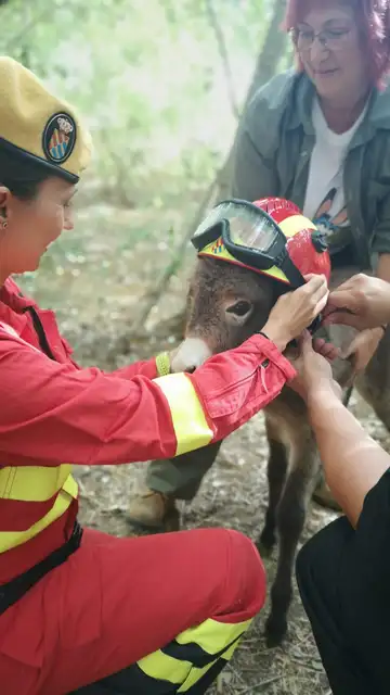 El trabajo de estos animales está reconocido por la UME El trabajo de estos animales está reconocido por la UME