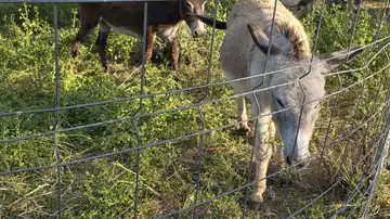 Estos animales trabajan en vallados desmontables desbrozando el terreno Estos animales trabajan en vallados desmontables desbrozando el terreno
