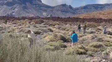 turistas