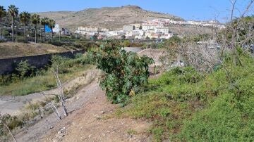 Las Palmas de Gran Canaria adjudica por 305.000 euros la renaturalización del lagartario de Tamaraceite