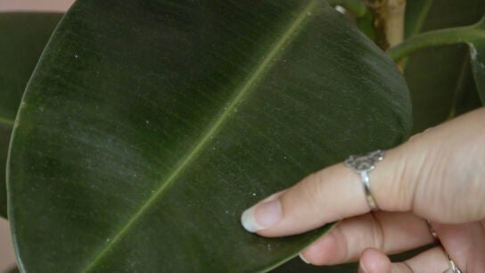 Hoja de planta con polvo