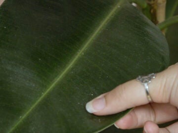Hoja de planta con polvo