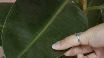 Hoja de planta con polvo