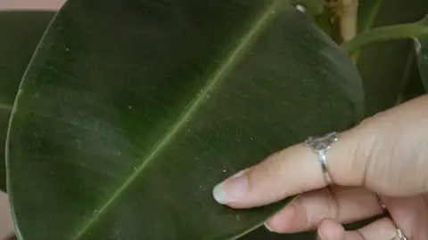 Hoja de planta con polvo Hoja de planta con polvo