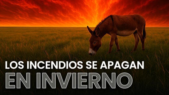 Desde la asociaci&oacute;n 'El Burrito Feliz' nos explican c&oacute;mo estos animales pueden ser el "cortafuegos" perfecto