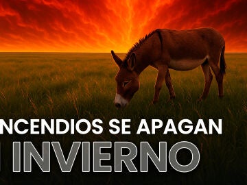 Desde la asociación 'El Burrito Feliz' nos explican cómo estos animales pueden ser el "cortafuegos" perfecto