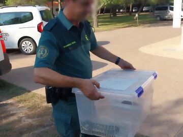 Serpiente en Valencia