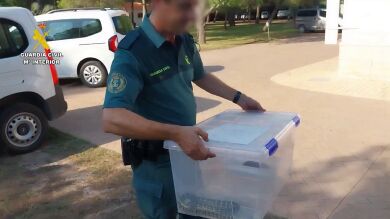 Una vecina encuentra una serpiente en el toldo de su casa en Cullera y destapan la posesión ilegal de reptiles