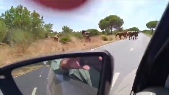 Unos caballos sueltos ponen en riesgo de nuevo la seguridad vial en las carreteras de Huelva