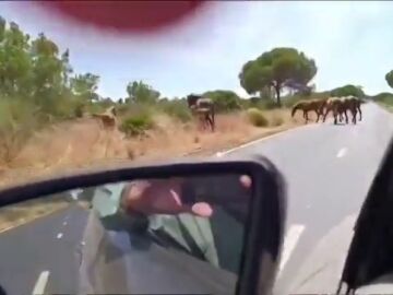 Unos caballos sueltos ponen en riesgo de nuevo la seguridad vial en las carreteras de Huelva