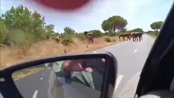 Unos caballos sueltos ponen en riesgo de nuevo la seguridad vial en las carreteras de Huelva Unos caballos sueltos ponen en riesgo de nuevo la seguridad vial en las carreteras de Huelva