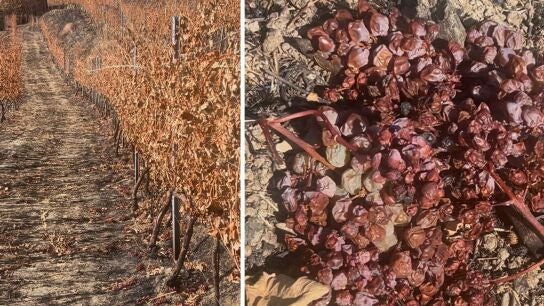 Imagen de los vi&ntilde;edos arrasados por los incendios.