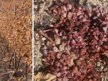 Imagen de los viñedos arrasados por los incendios.