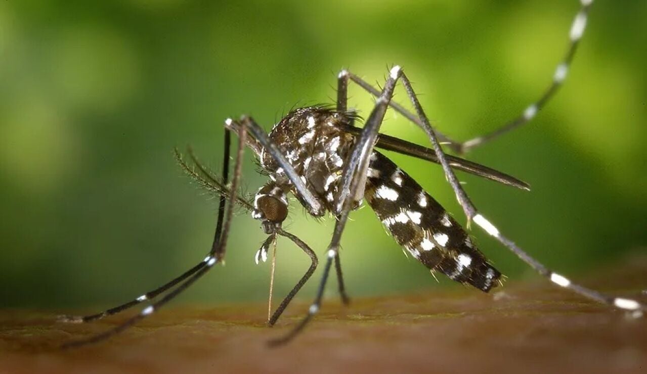Ejemplar del mosquito del Nilo