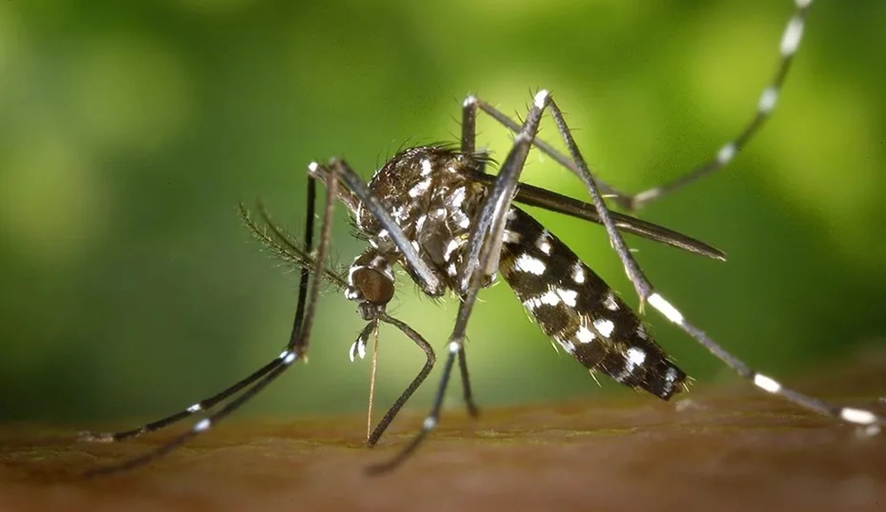 Ejemplar del mosquito del Nilo
