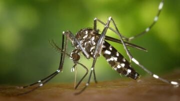Ejemplar del mosquito del Nilo