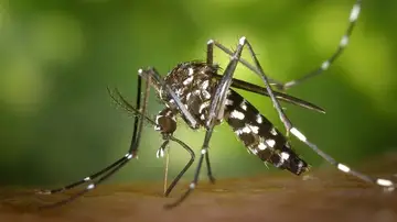 Ejemplar del mosquito del Nilo Ejemplar del mosquito del Nilo