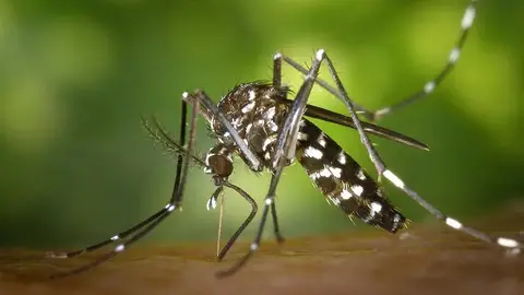 Ejemplar del mosquito del Nilo Muere un hombre tras quedar tetrapléjico por el virus del Nilo