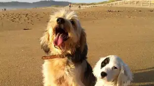 Perros en la playa Perros en la playa