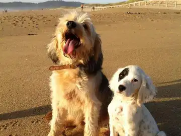 Perros en la playa Perros en la playa