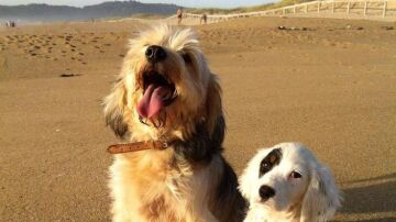Perros en la playa