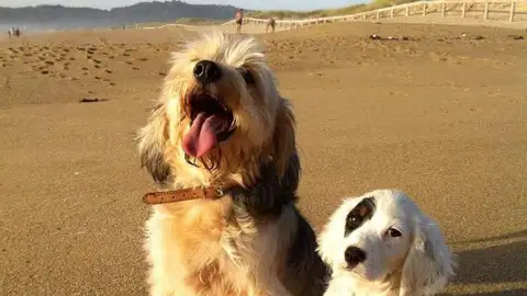 Perros en la playa Perros en la playa