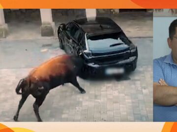 Toros