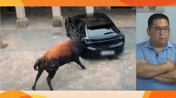 Toros