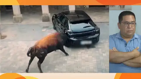 Toros Toros