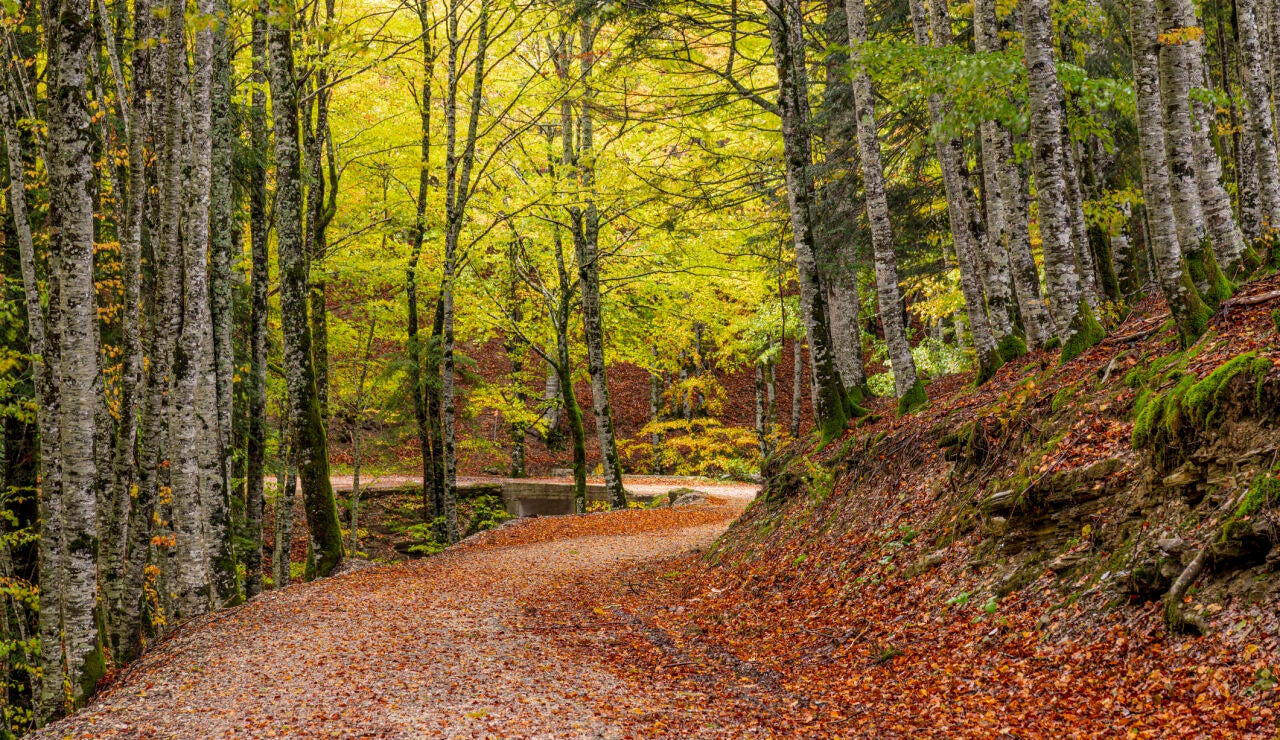 Selva de Irati, Navarra