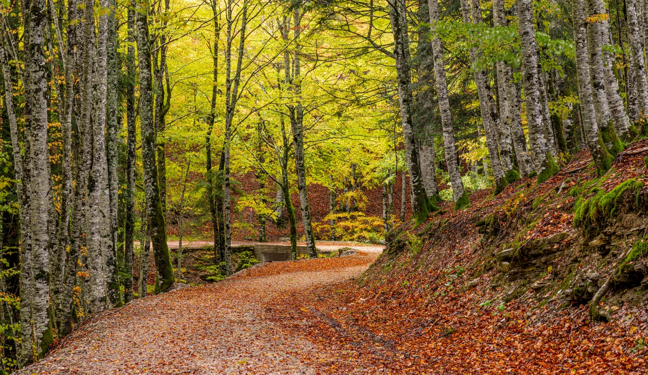 Selva de Irati, Navarra