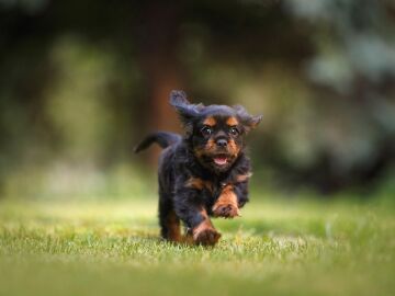 Imagen de un cachorro. 