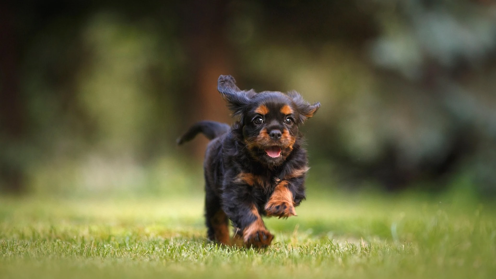 Imagen de un cachorro. Imagen de un cachorro.