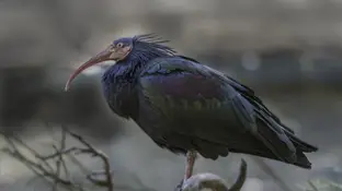 Un ibis eremita Un ibis eremita