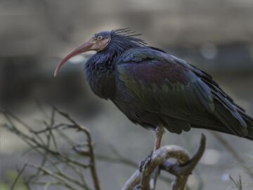 Un ibis eremita