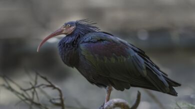 Un año de cárcel y multa de 20.000 euros a un vecino de Badajoz por matar a cuatro ibis eremitas, una de las aves más amenazadas del mundo