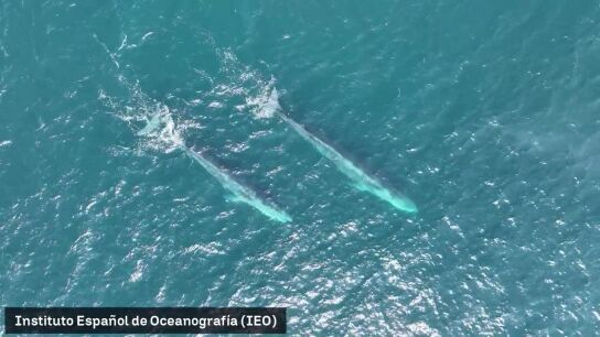 Espectaculares im&aacute;genes de ballenas en las costas gallegas: "Hemos obtenido informaci&oacute;n hasta ahora desconocida"