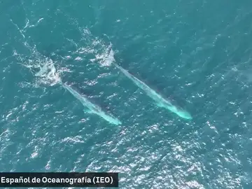 Espectaculares imágenes de ballenas en las costas gallegas: "Hemos obtenido información hasta ahora desconocida" Espectaculares imágenes de ballenas en las costas gallegas: "Hemos obtenido información hasta ahora desconocida"