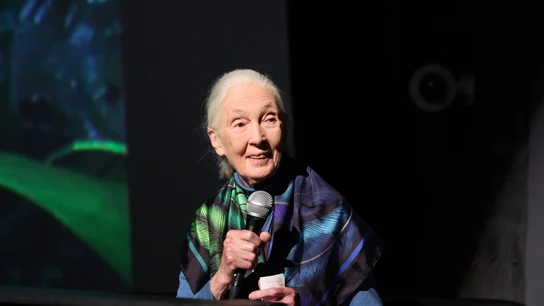 Jane Goodall Jane Goodall