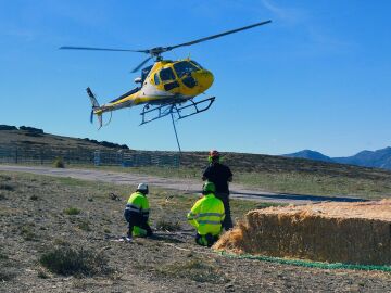 Reparto aéreo de 60 toneladas de alimento para los animales