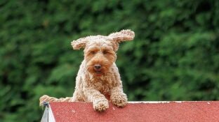 Imagen de archivo de un perro